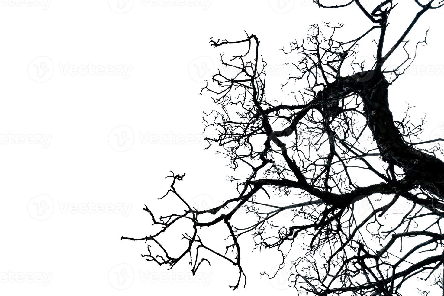 Silhouette dead tree isolated on white background with copy space. Death, lament, sad, grief, hopeless, and despair concept. Halloween day abstract background. Disgusting and disordered tree branches. photo