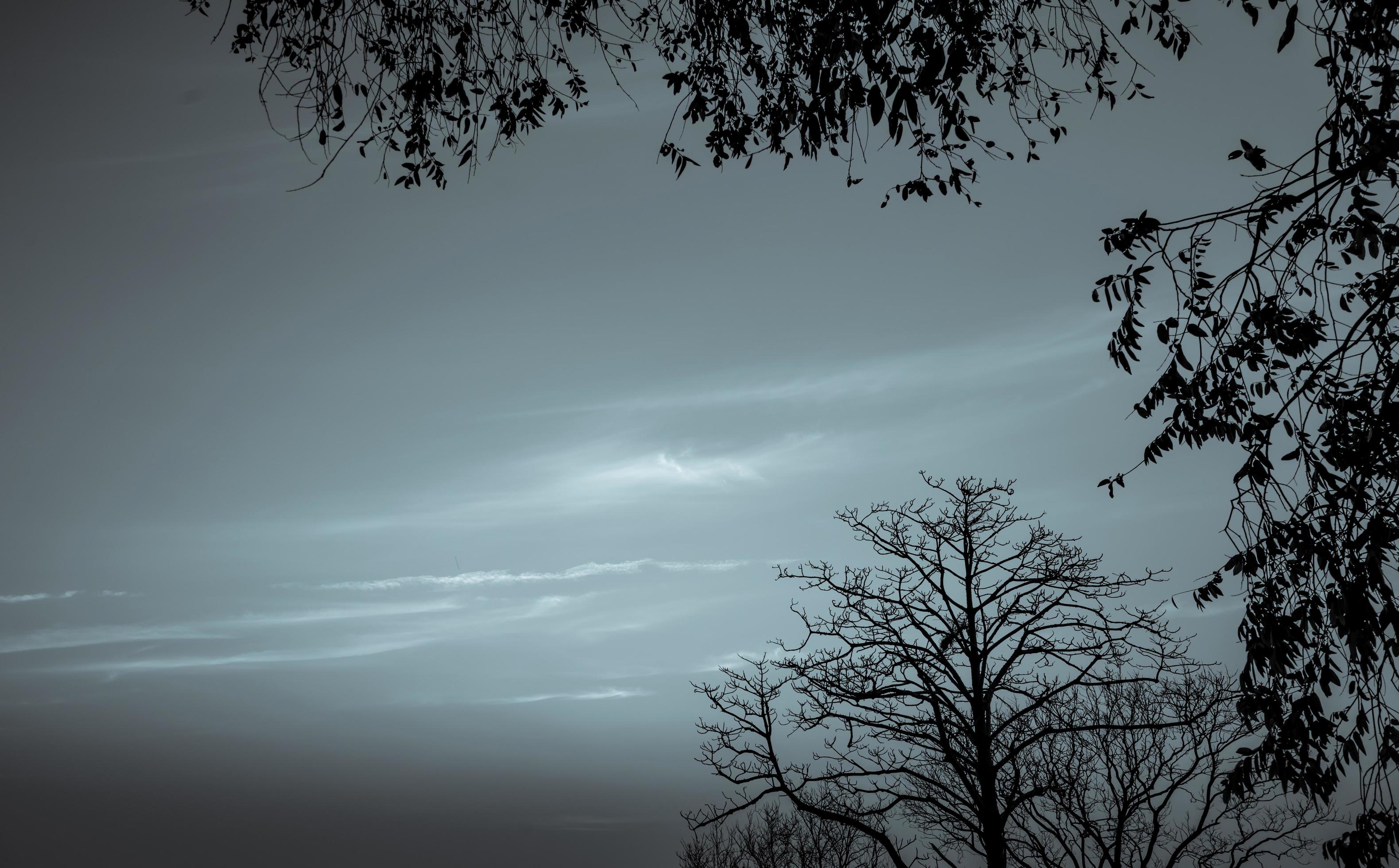 Silhouette dead tree on dark dramatic sky and white clouds
