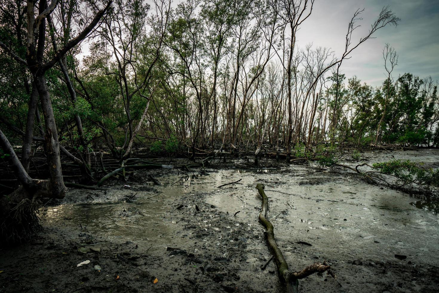 hojas verdes de árbol de mangle y árbol muerto en el bosque de mangle como fondo con cielo blanco claro. escena emocional oscura. foto
