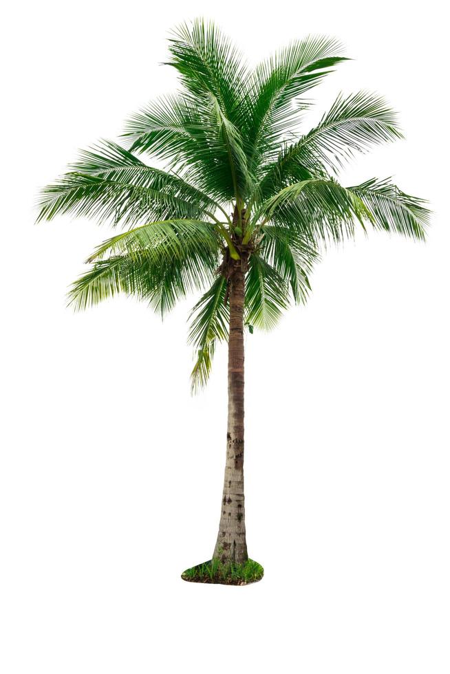 Coconut tree isolated on white background. Tropical palm tree. Coconut tree for summer beach decoration photo
