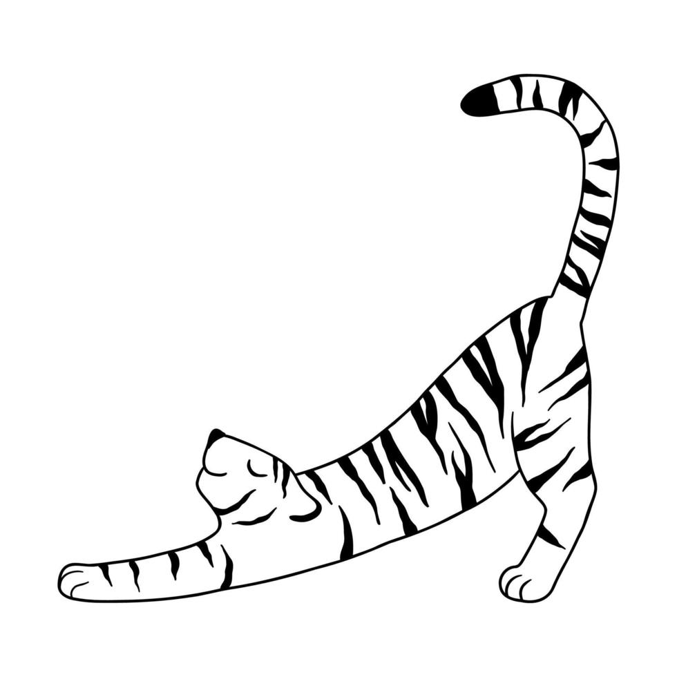 doodle tiger drawn with a black line. tiger stretches from sleep. vector illustration isolated on white background.