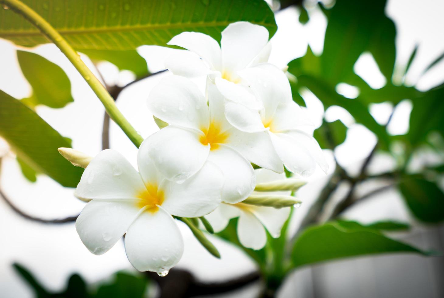 flor de frangipani o plumeria alba con hojas verdes en verano. suaves pétalos blancos de flores de plumeria con amarillo en el centro. antecedentes de salud y spa. relajarse en el jardín tropical. árbol del templo foto