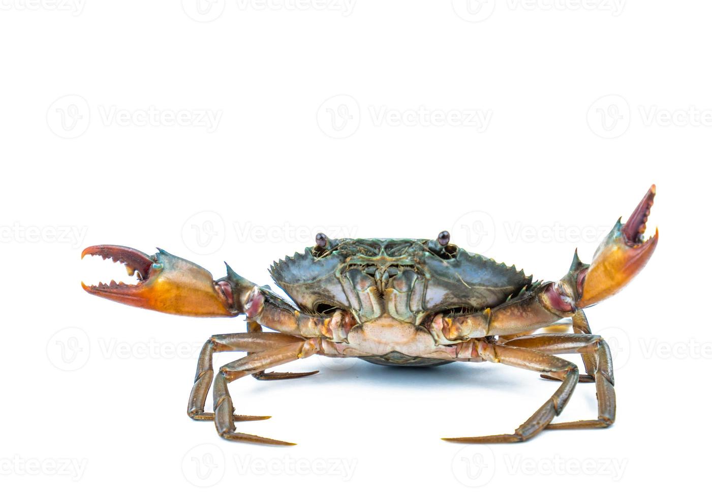 Scylla serrata. Mud crab isolated on white background with copy space. Raw materials for seafood restaurants concept. photo