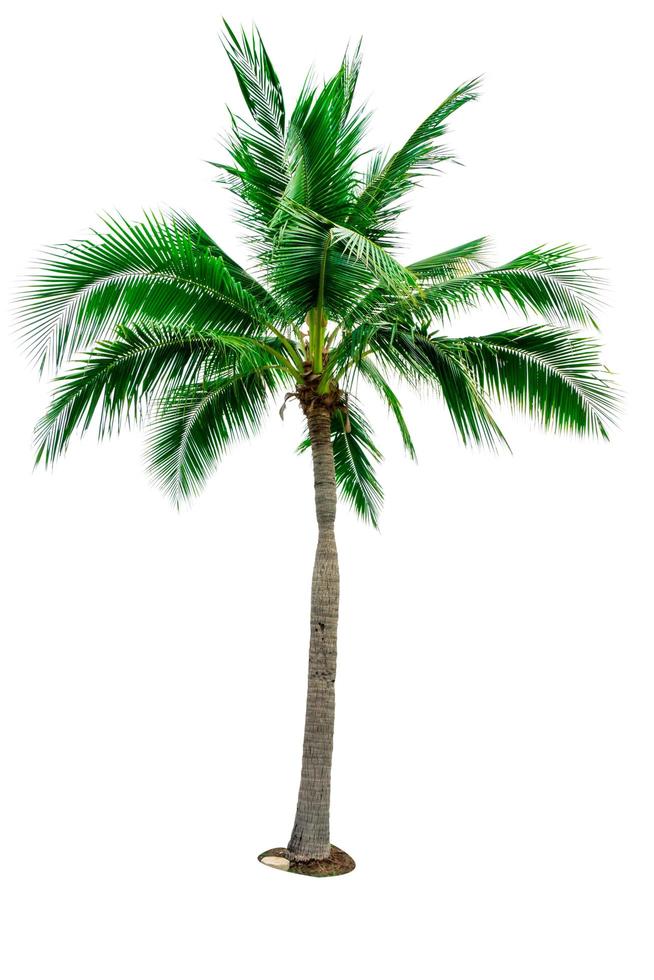 árbol de coco aislado sobre fondo blanco con espacio de copia. utilizado para la publicidad de la arquitectura decorativa. concepto de verano y playa. palmera tropical. foto