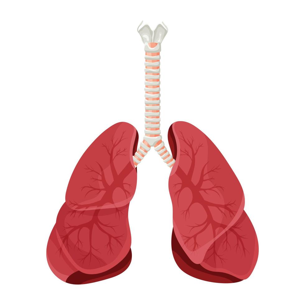 Diagram of human lungs and trachea, respiratory system, healthy lungs icon. Vector illustration isolated on a white background.