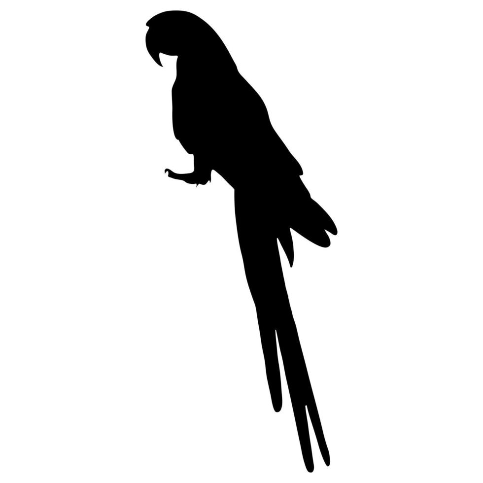 Black silhouette of a parrot on a white background. Vector image.