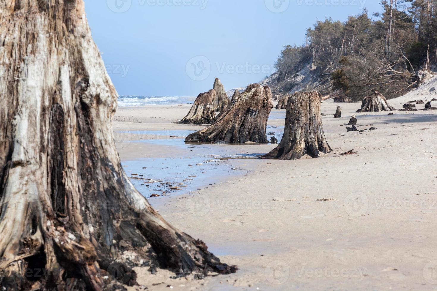 3000 years old tree trunks on the beach after storm. Slowinski National Park, Baltic sea, Poland photo