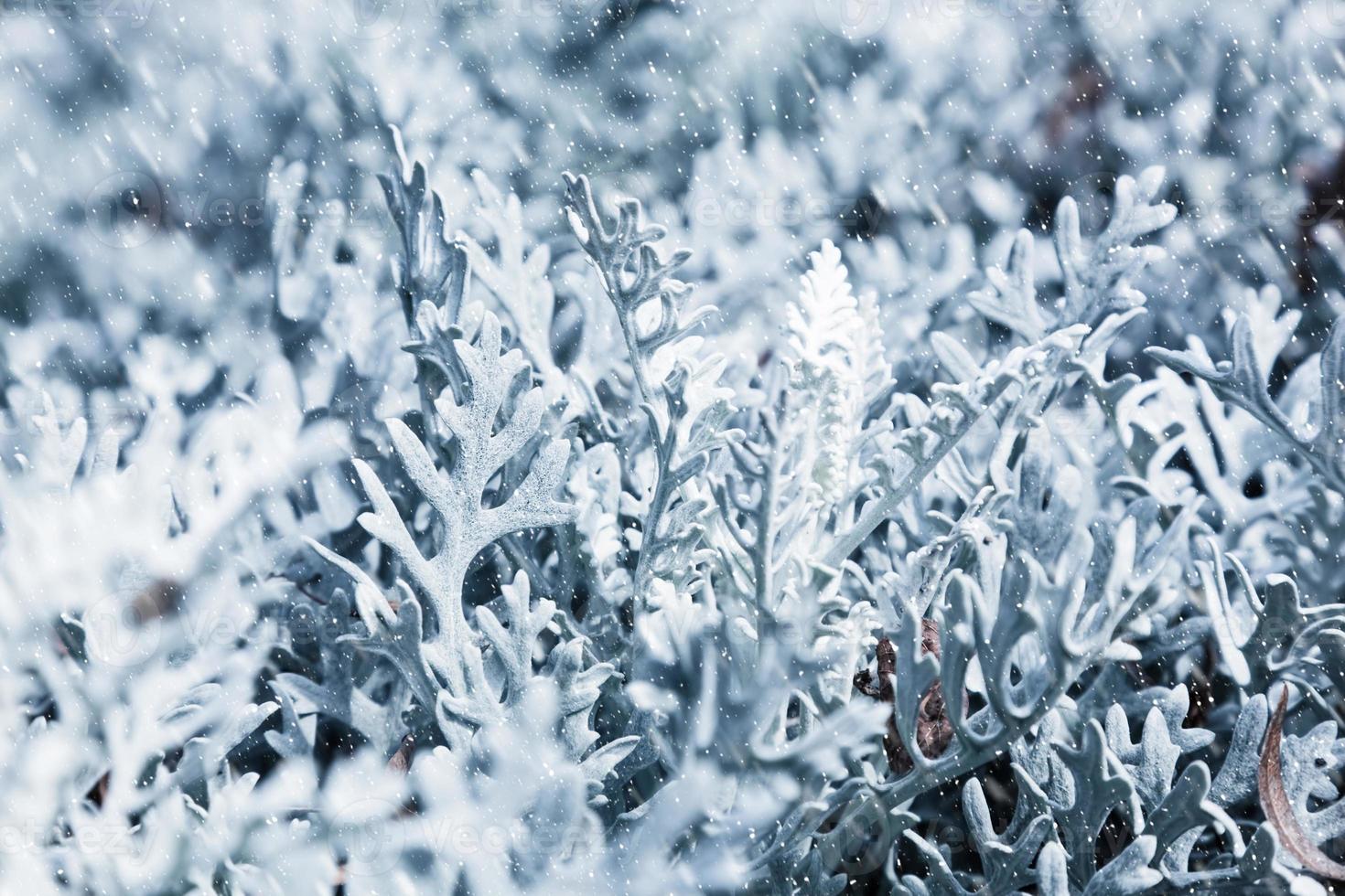 Nature in winter. Frozen plants during snow blizzard. photo