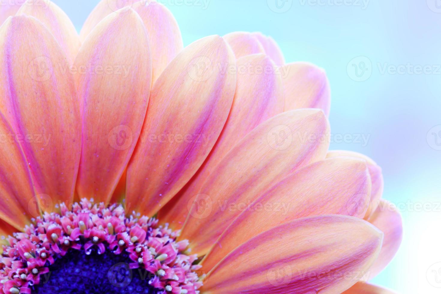 Flower close-up, sunlight from behind photo