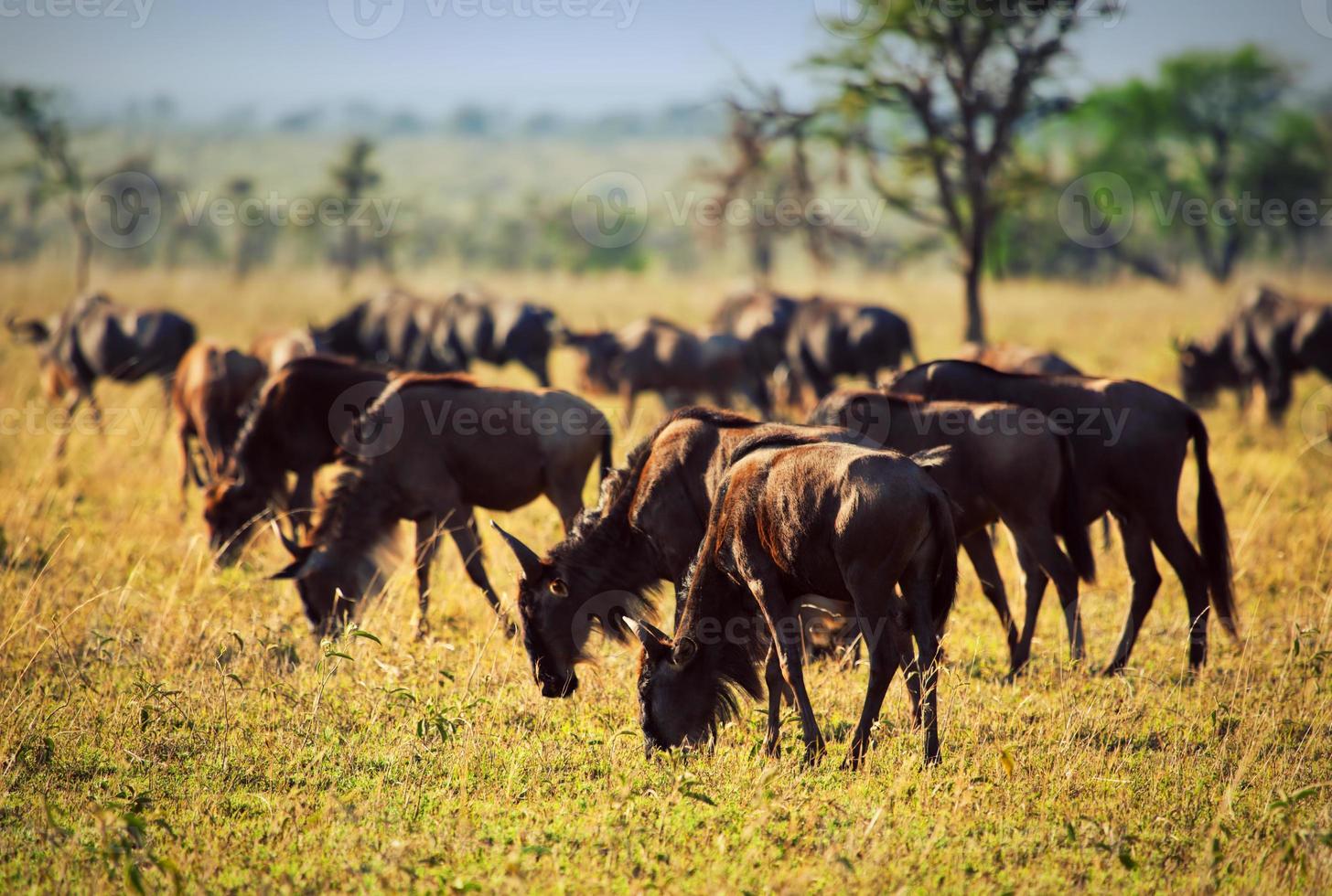 Wildebeests herd, Gnu on African savanna photo