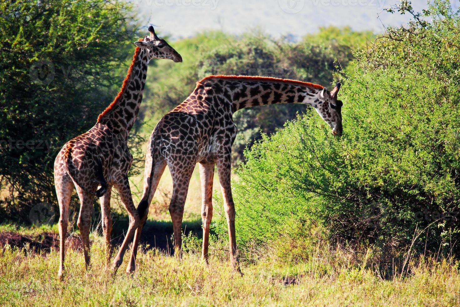 Giraffes on savanna eating. Safari in Serengeti, Tanzania, Africa photo