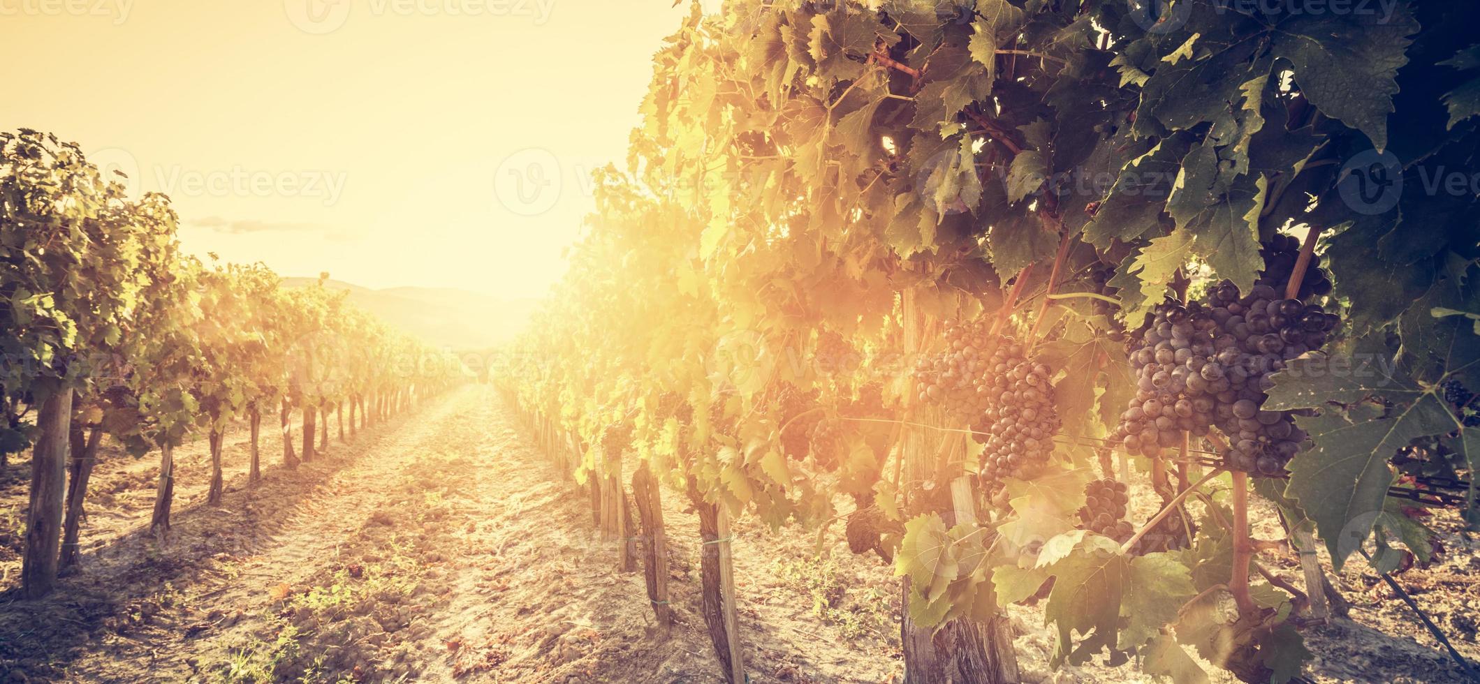 Vineyard in Tuscany, Italy. Wine farm at sunset. Vintage photo