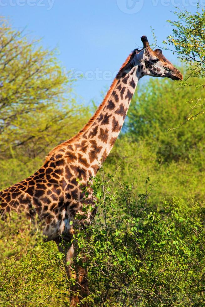 Giraffe among trees. Safari in Serengeti, Tanzania, Africa photo