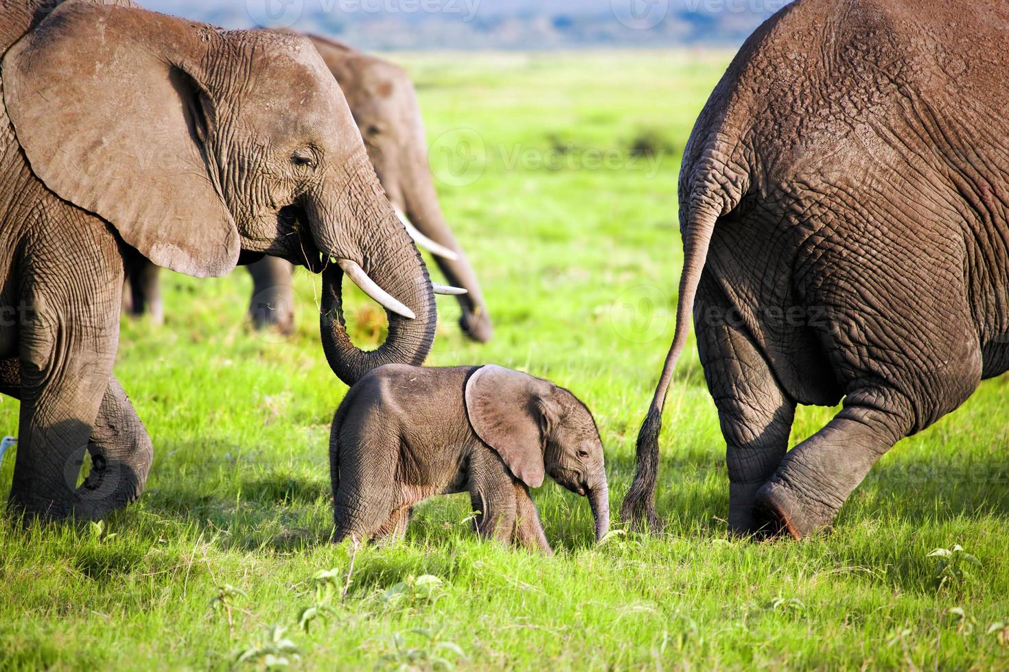 Elephants family on savanna. Safari in Amboseli, Kenya, Africa photo