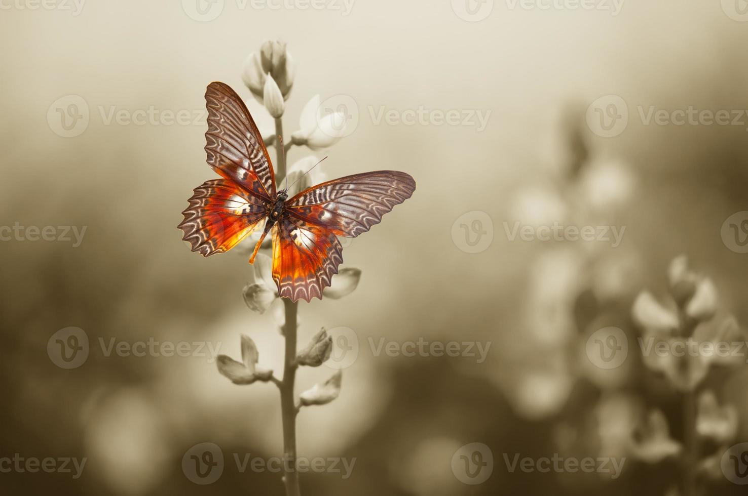 A red butterfly on the moody field photo