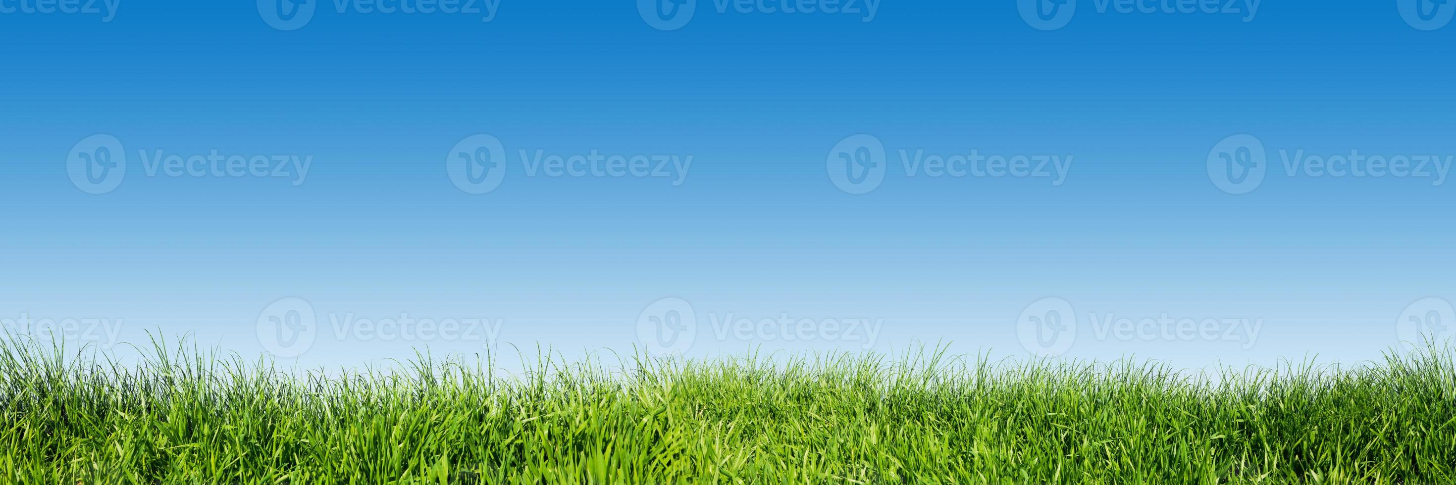 Green grass on blue clear sky, spring nature theme. Panorama photo