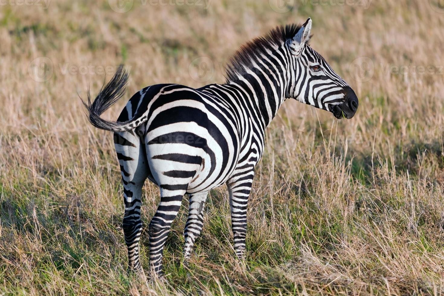 Zebra on African savanna. photo