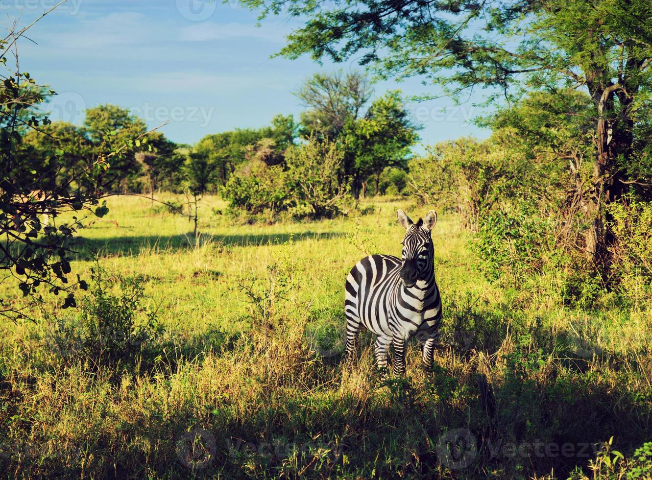 Zebra in grass on African savanna. photo