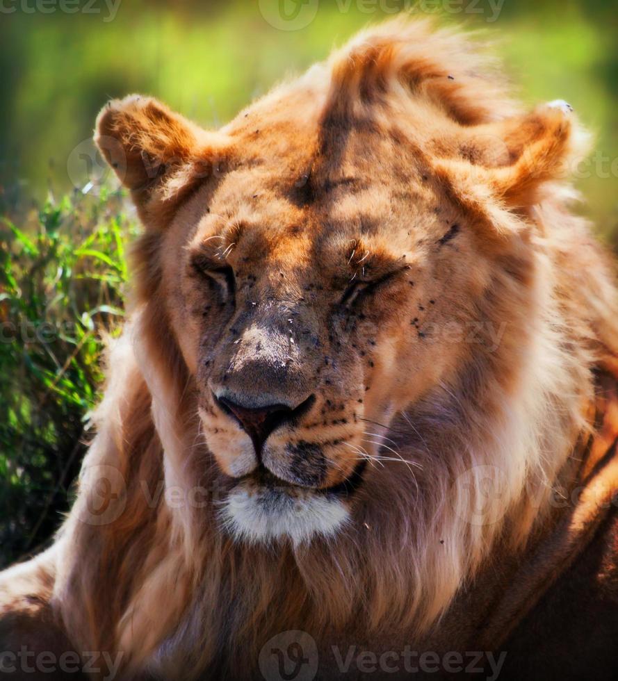 retrato de león macho adulto joven. safari en serengeti, tanzania, áfrica foto