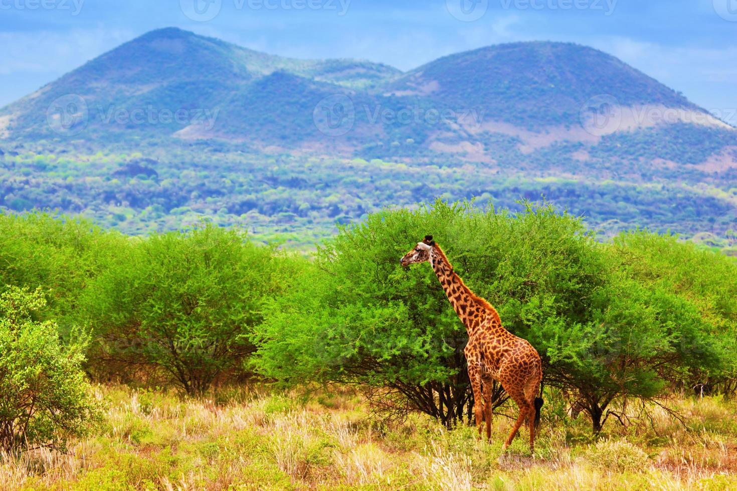jirafa en sabana. safari en tsavo oeste, kenia, áfrica foto