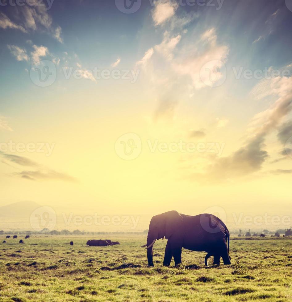 elefante en la sabana africana al atardecer. safari en amboseli, kenia, áfrica foto