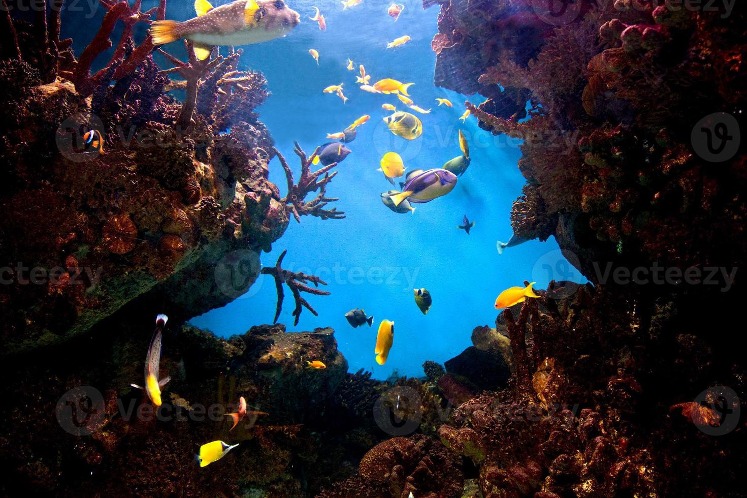 Underwater view, fish, coral reef photo