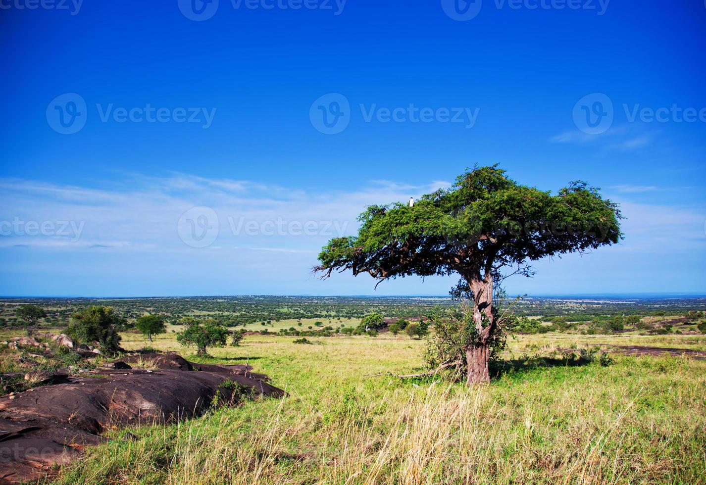 paisaje de sabana en áfrica, serengeti, tanzania foto
