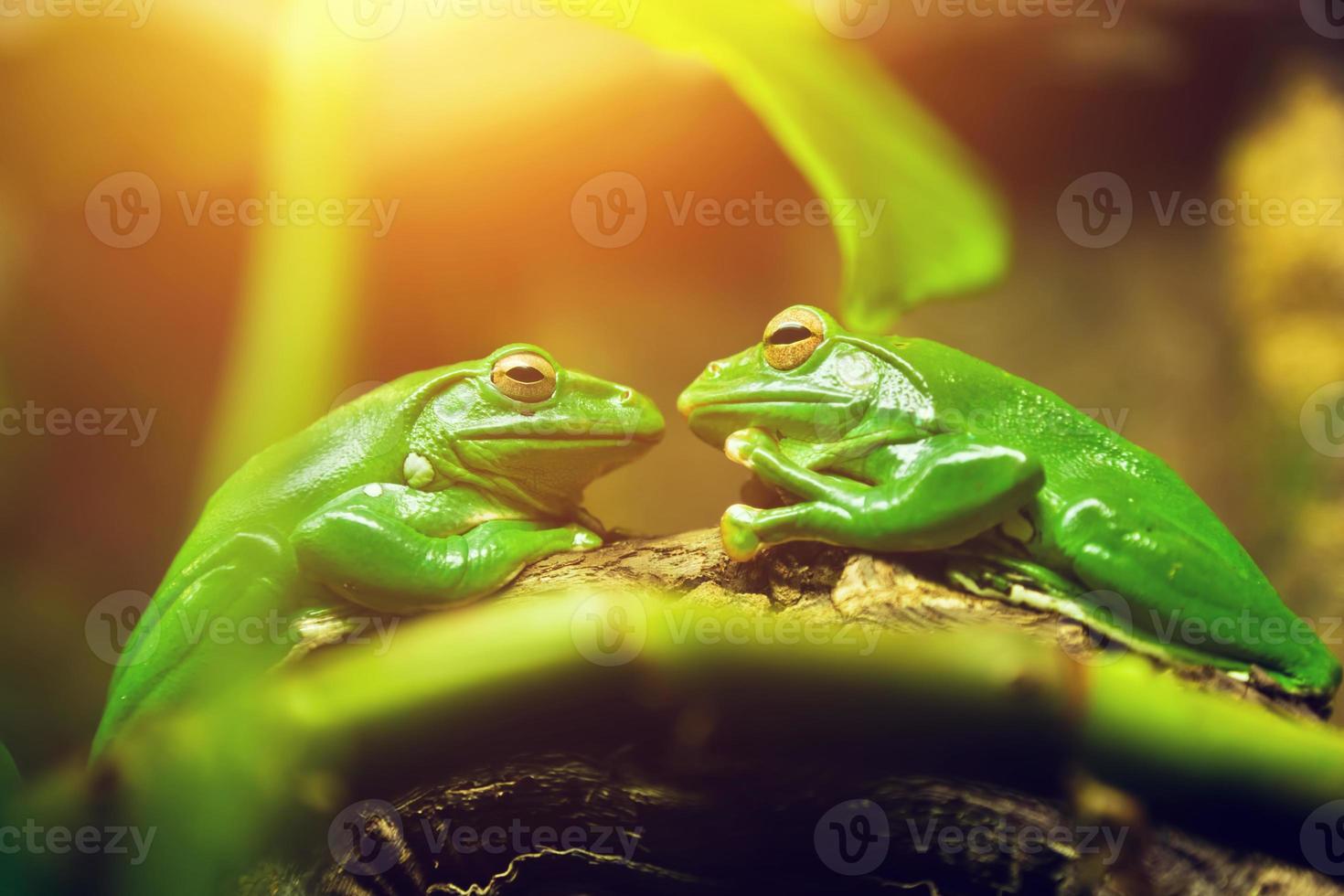 Two green frogs sitting on leaf looking on each other photo