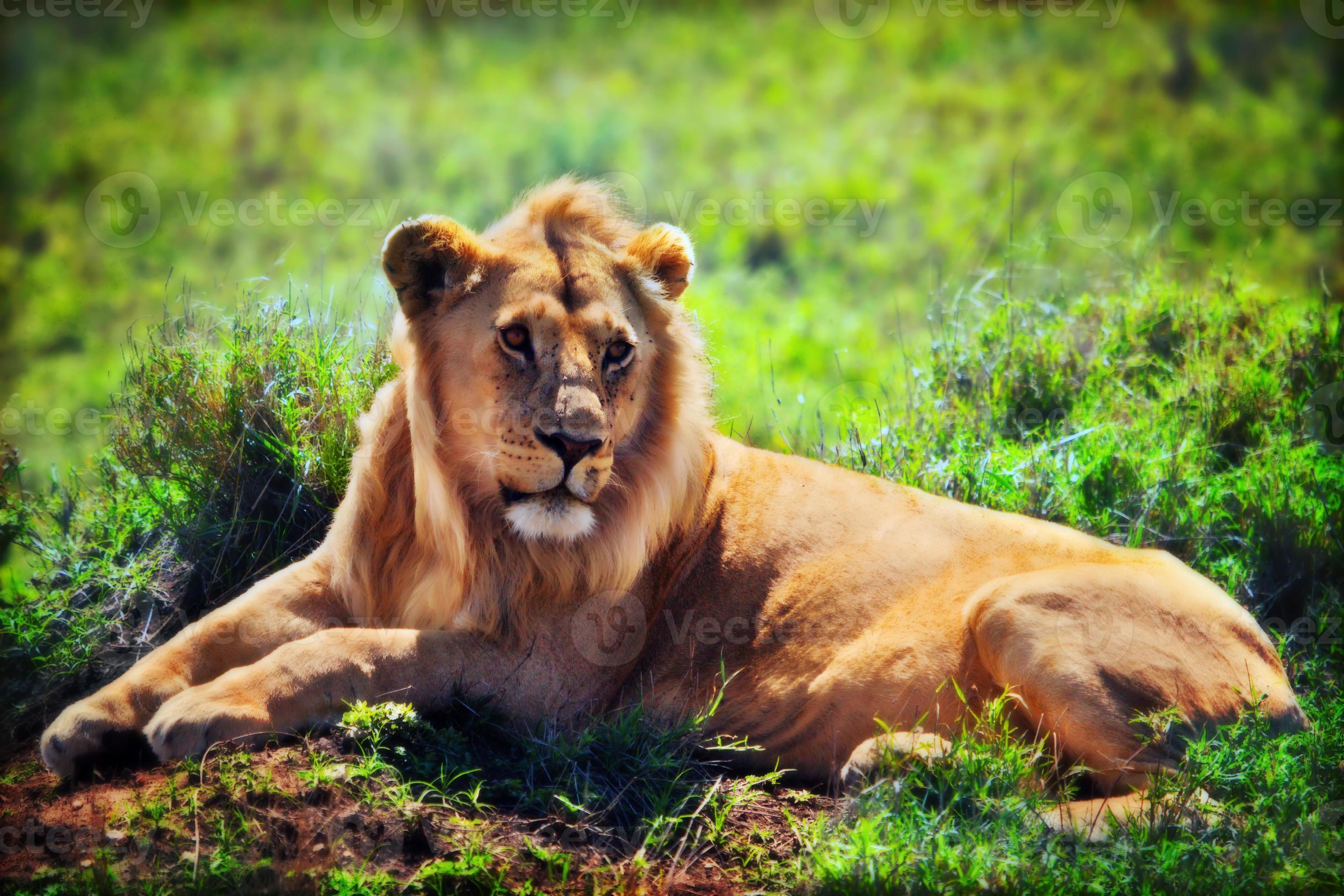 Young adult male lion on savanna safari in serengeti tanzania africa