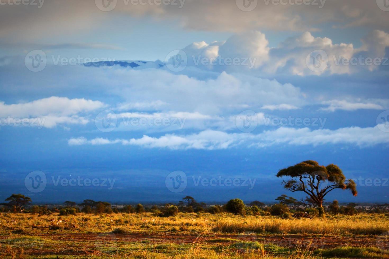 monte Kilimanjaro. sabana en amboseli, kenia foto