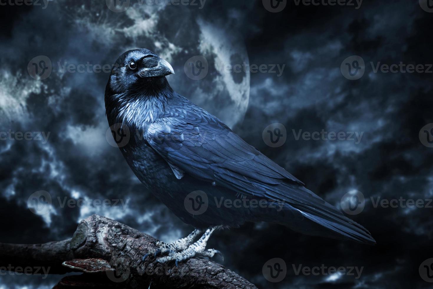 Black raven in moonlight perched on tree. Scary, creepy, gothic setting. photo