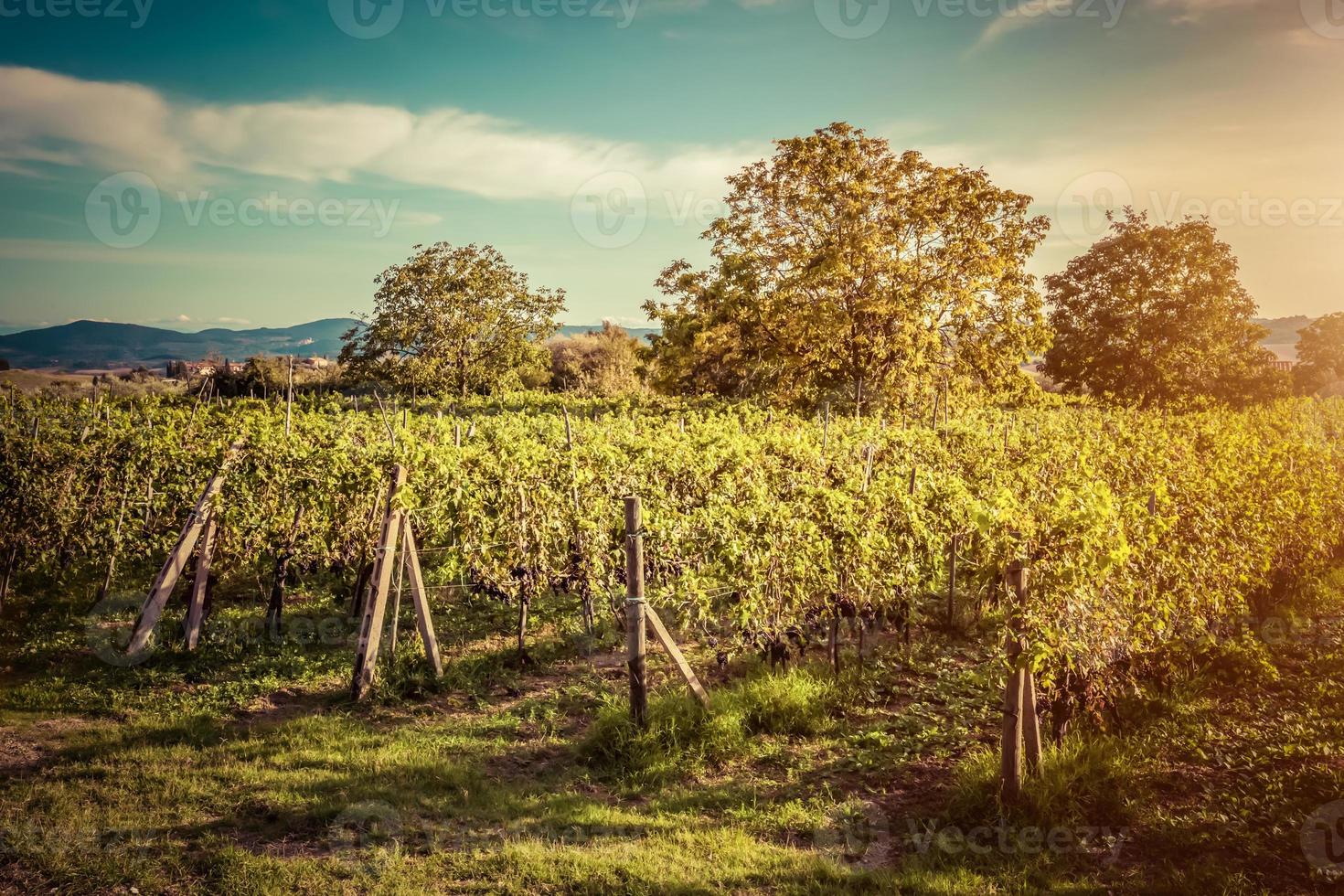 Vineyard in Tuscany, Italy. Wine farm at sunset. Vintage photo