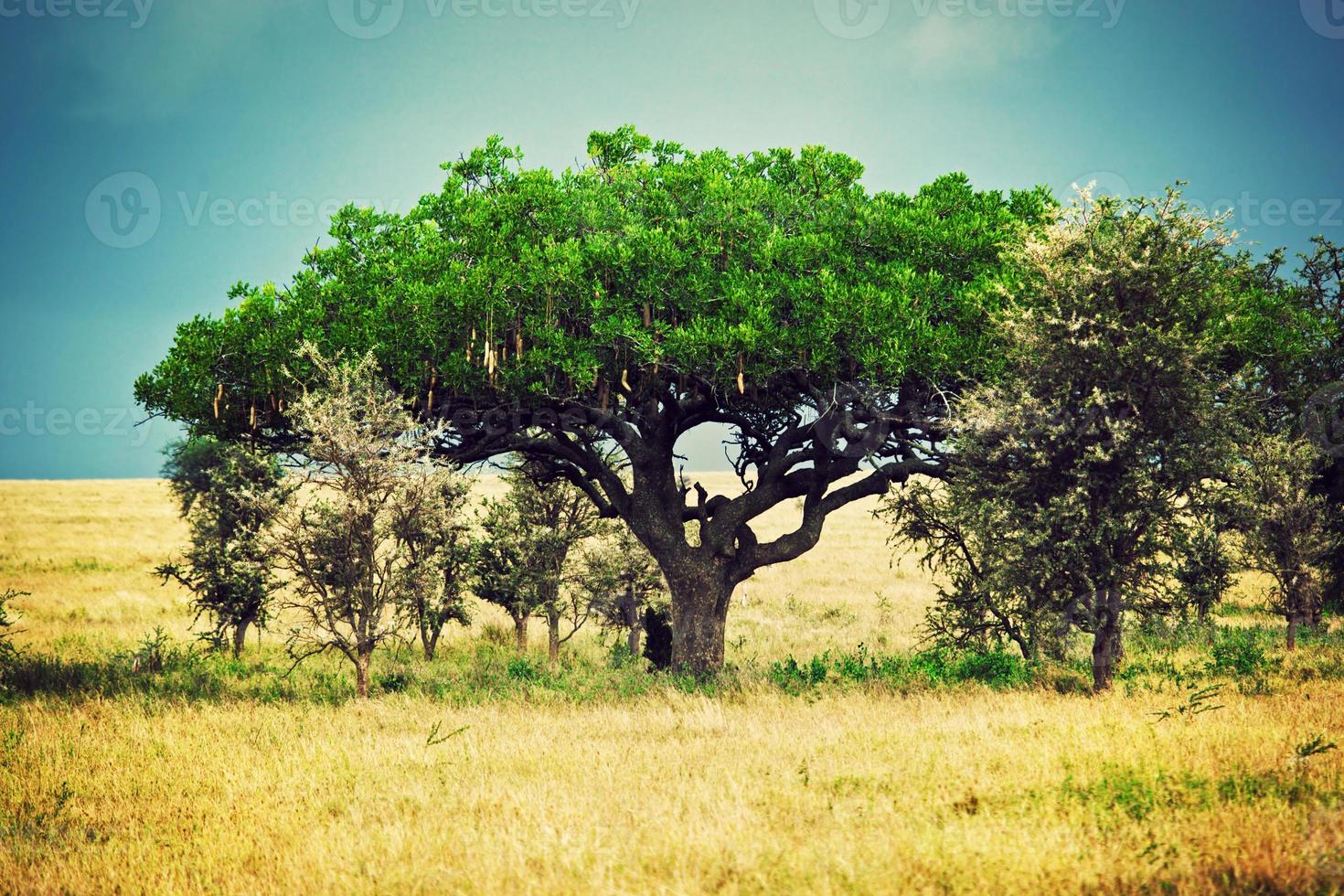 Savanna landscape in Africa, Serengeti, Tanzania photo