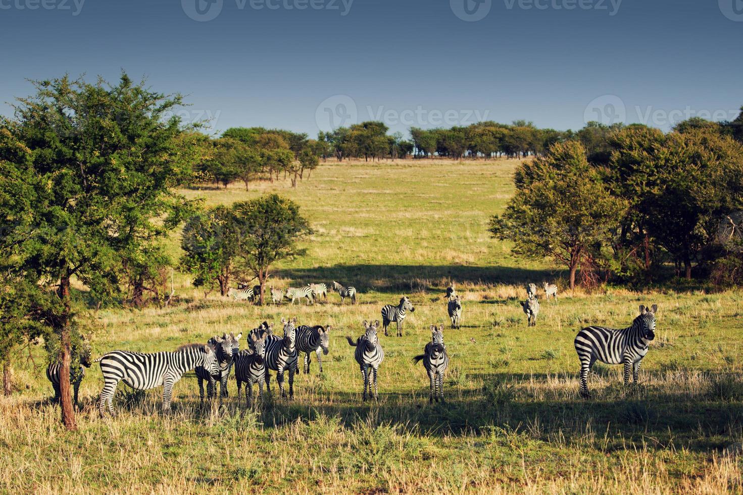 manada de cebras en la sabana africana. foto