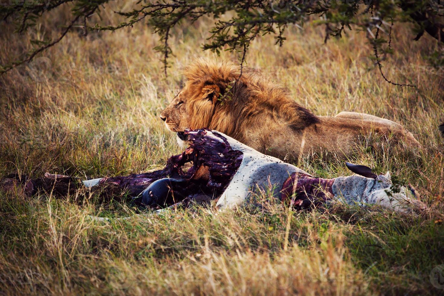 león y su presa en sabana, serengeti, áfrica foto