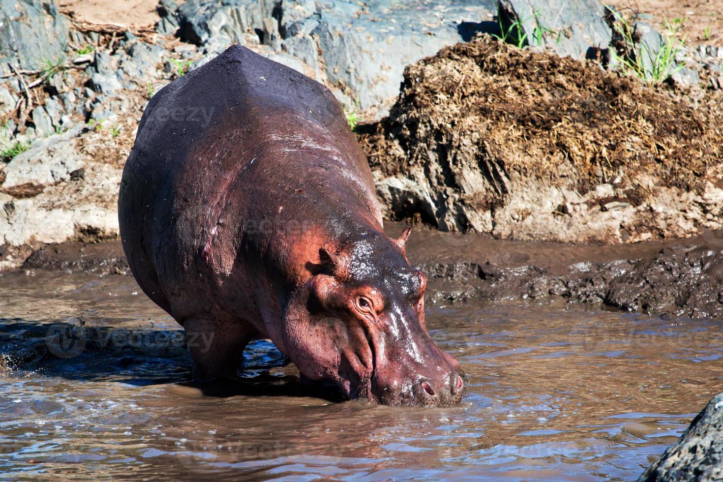 Hippo, hippopotamus in river. Serengeti, Tanzania, Africa photo