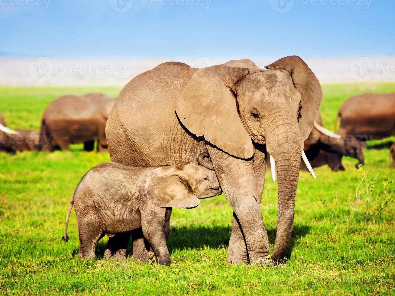 Elephants family on savanna. Safari in Amboseli, Kenya, Africa photo