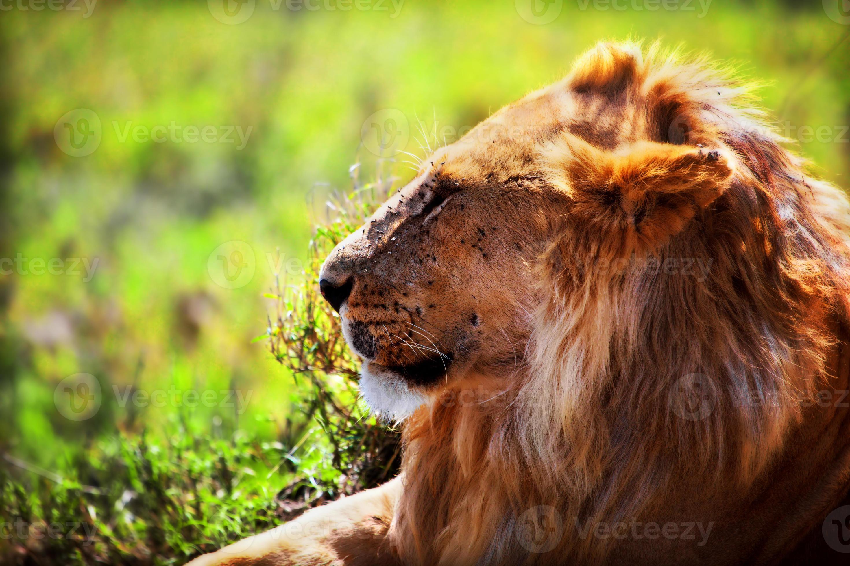 Young adult male lion on savanna safari in serengeti tanzania africa