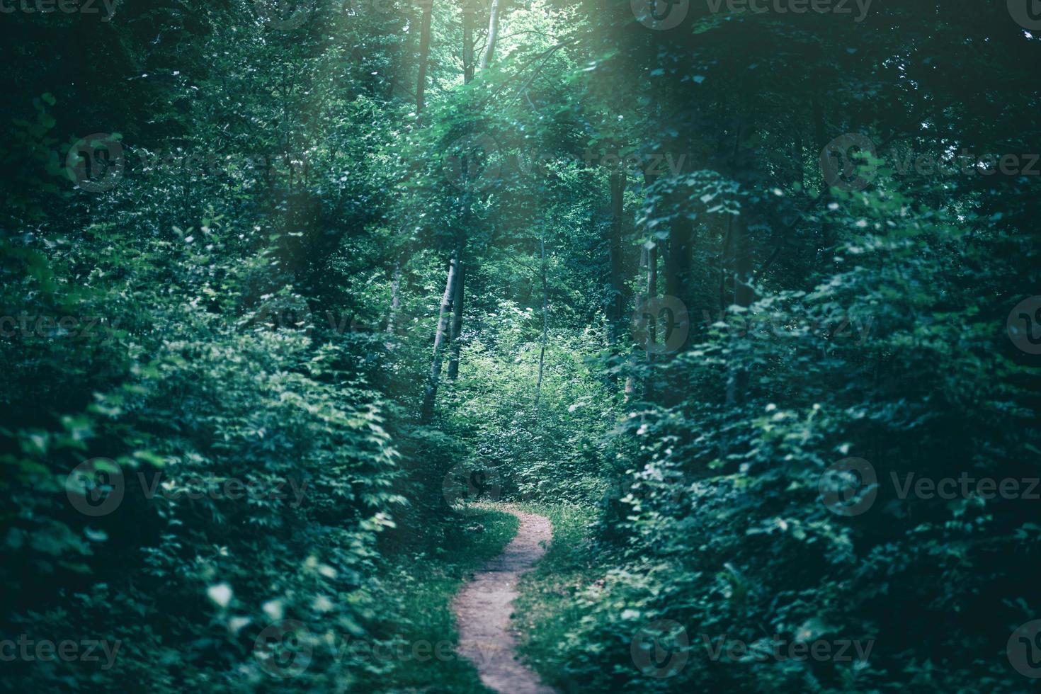 Narrow path in a dark forest illuminated by sunrays. photo