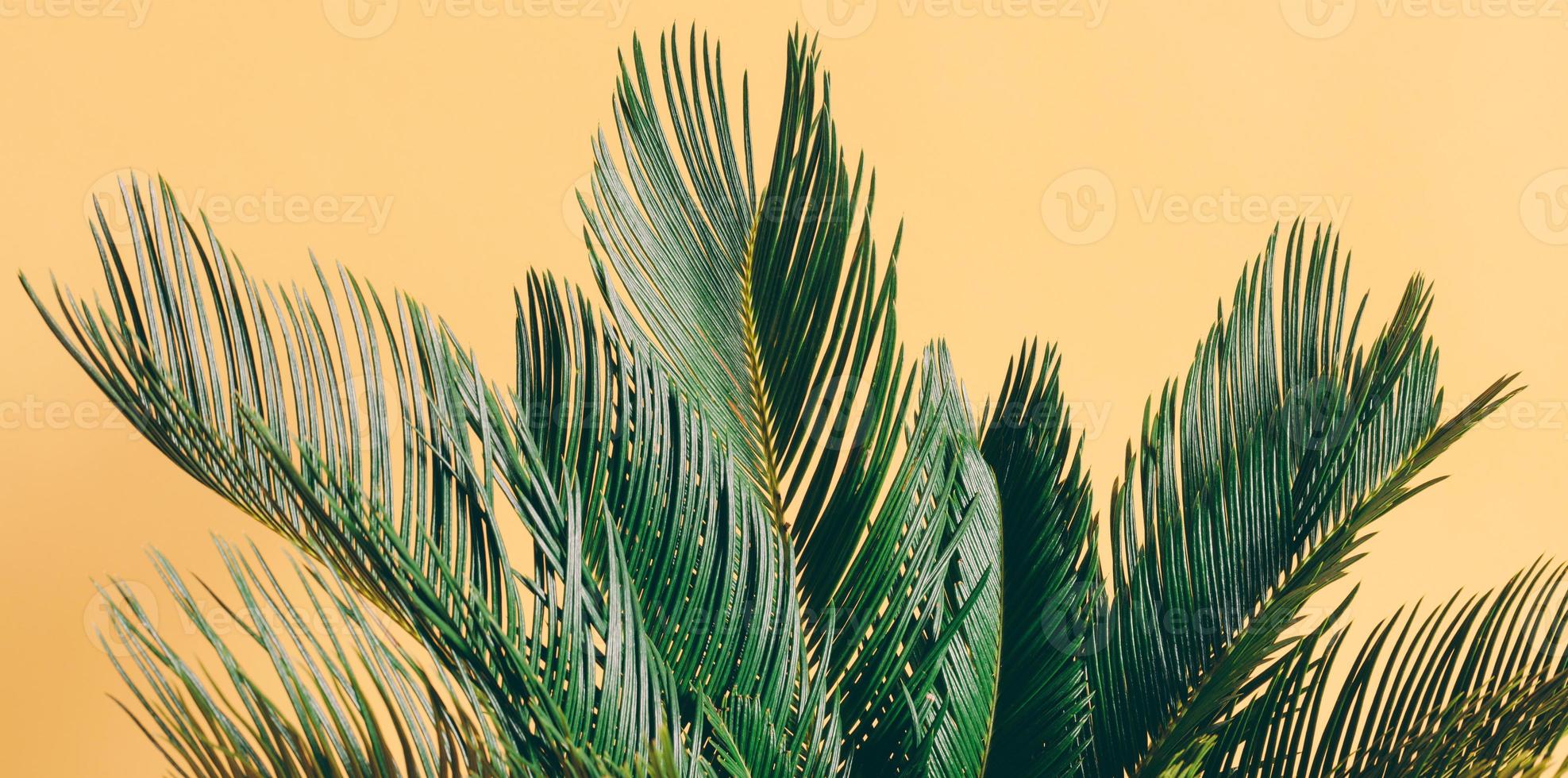 hojas de palma sobre fondo amarillo pastel foto