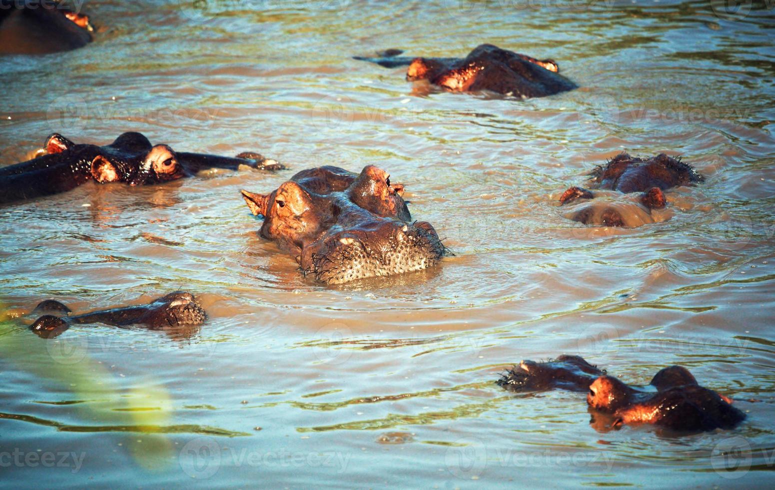 hipopótamo, grupo de hipopótamos en el río. serengeti, tanzania, áfrica foto