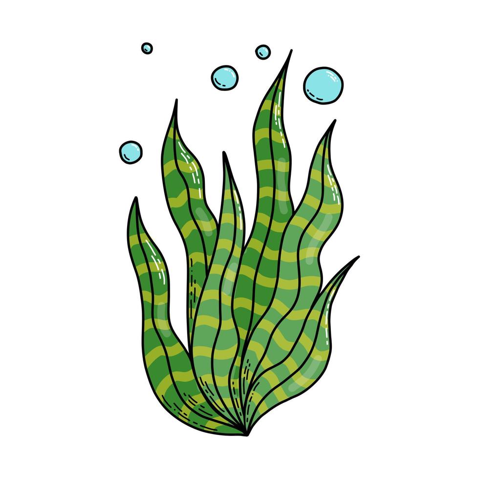 Cute doodle cartoon sea algae. Vector illustration.