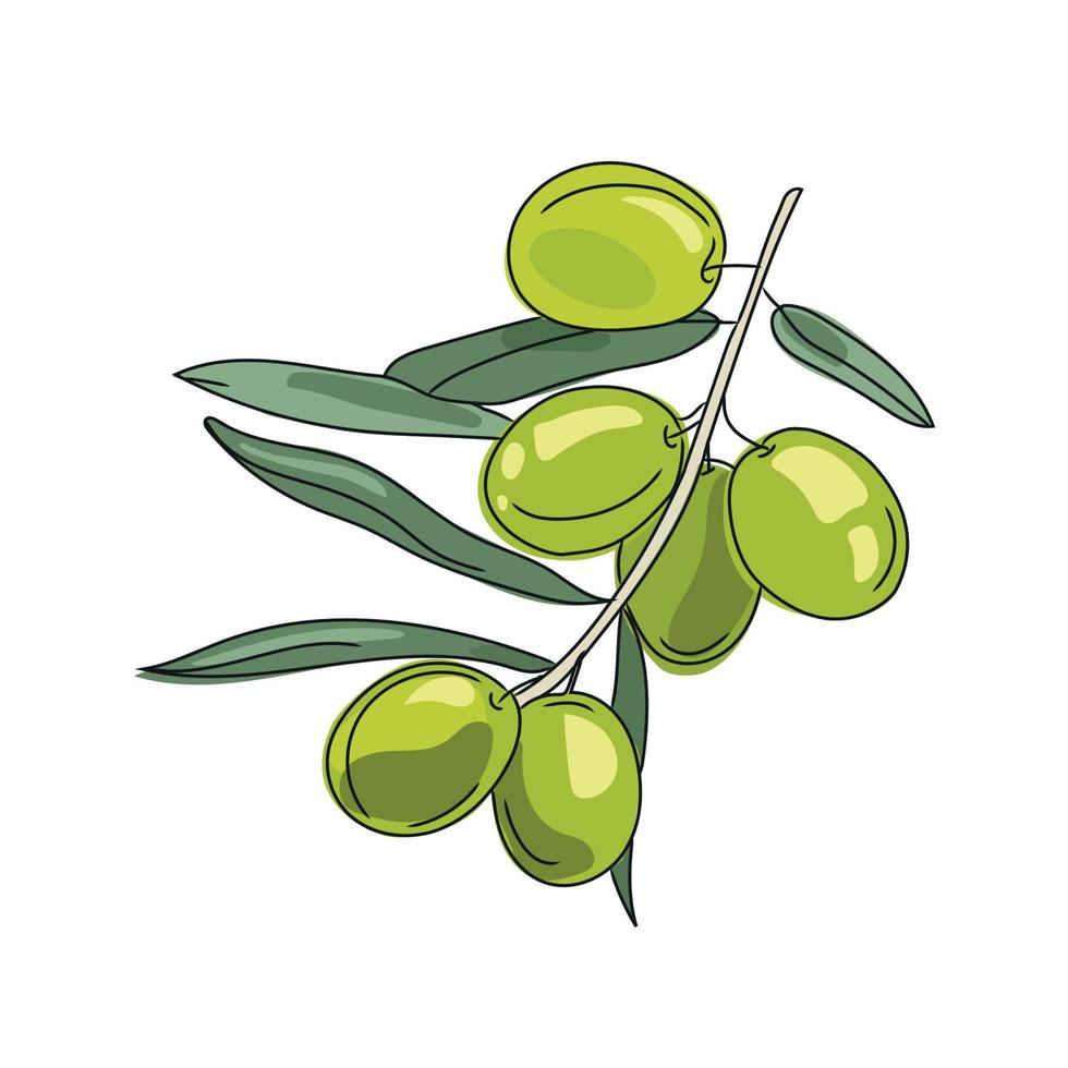 ilustración de dibujos animados de vector de rama de olivo aislado sobre fondo blanco. imagen de aceitunas verdes. vegetales orgánicos frescos. plantilla de diseño