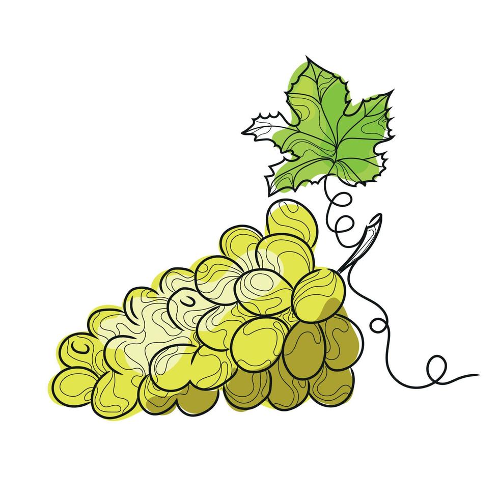 Line art abstract grape bunch isolated on white background.Hand drawn sketched white grape with leaf.Design emblem,icon,logo,Vector illustration. vector