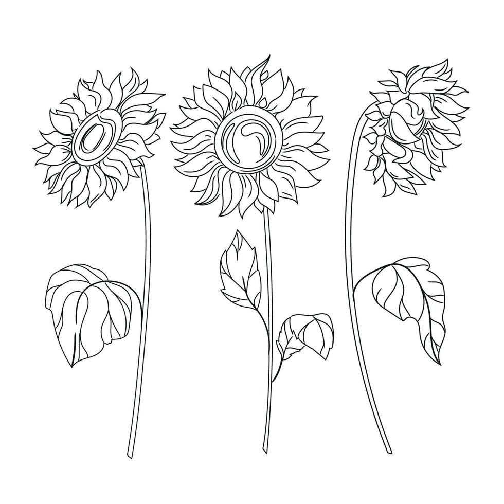 Set of sunflower flowers.outline.Collection of silhouettes stylized as flowering plants. Vector sketch, black and white illustration isolated on white background.