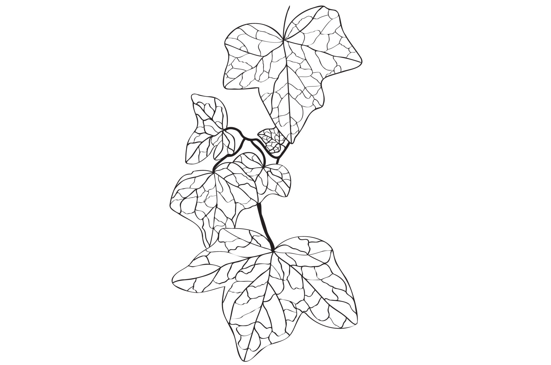 Ivy, hedera climbing, decoratively painted in black and white can ...