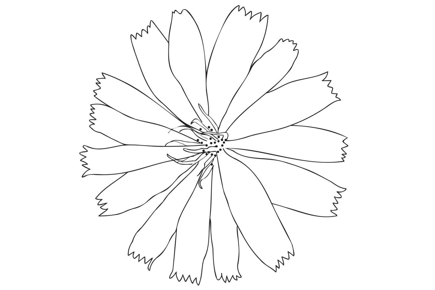 flor vectorial en blanco y negro, arte de línea, ilustración de flor de contorno, dibujo floral con línea de contorno delgada negra aislada en fondo blanco. vector