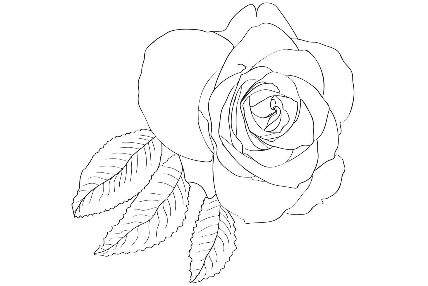 rosa pintada en blanco y negro con hojas, destinado a las vacaciones, postales, 8 de marzo, san valentín vector