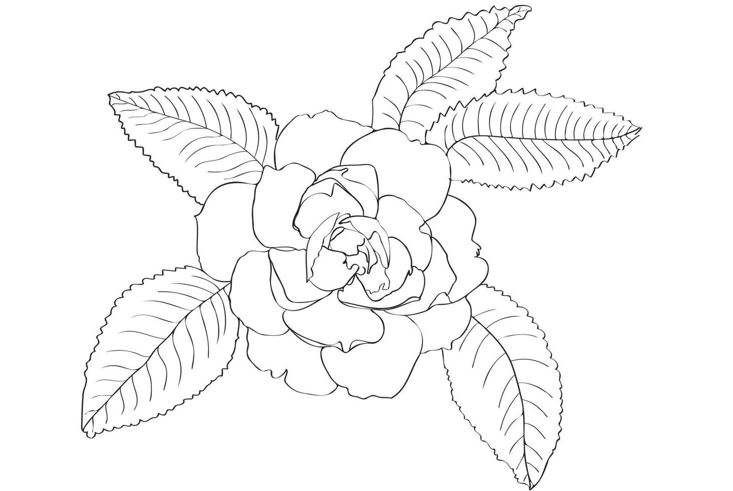 Black and white painted rose with leaves, intended for holidays, postcards, March 8, Valentine vector