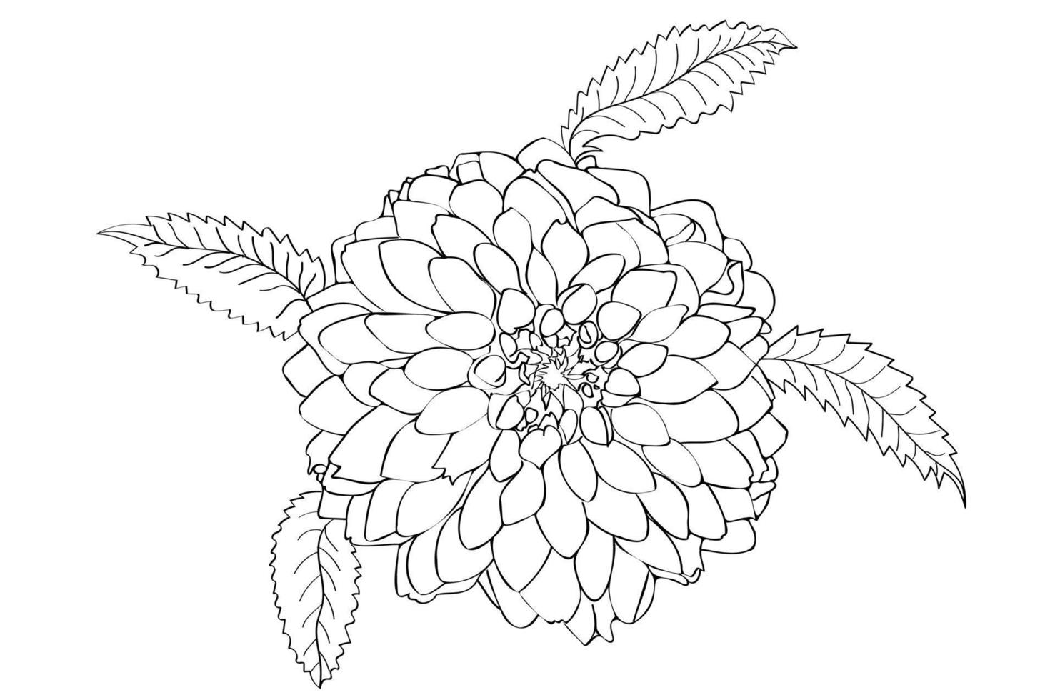 Dahila flower painted in black and white, designed for postcard, calendar, March 8, Valentine vector